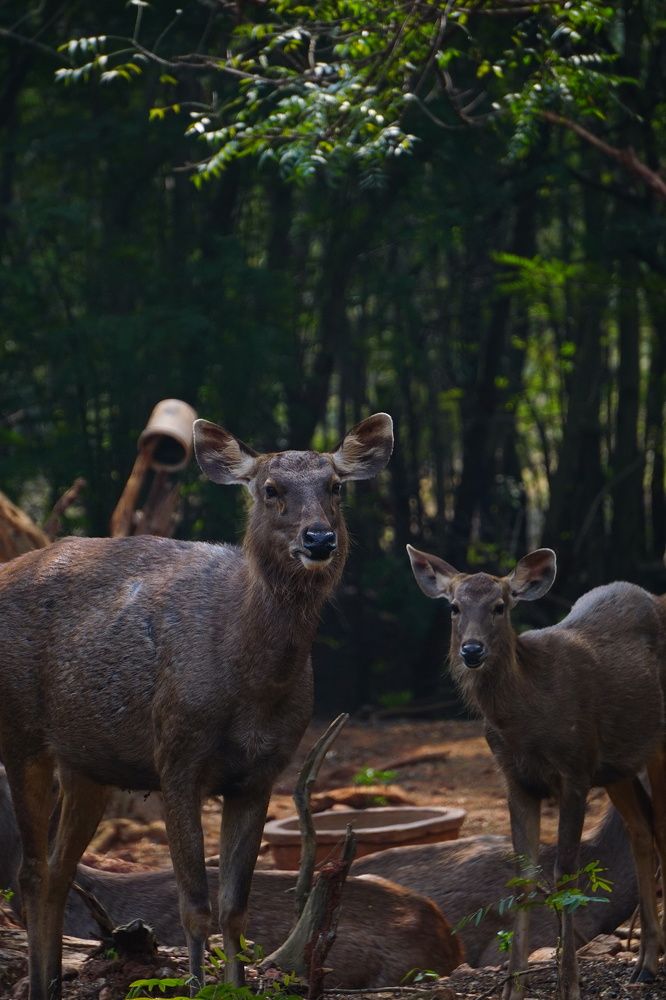 Photograph by Udhay masireddy