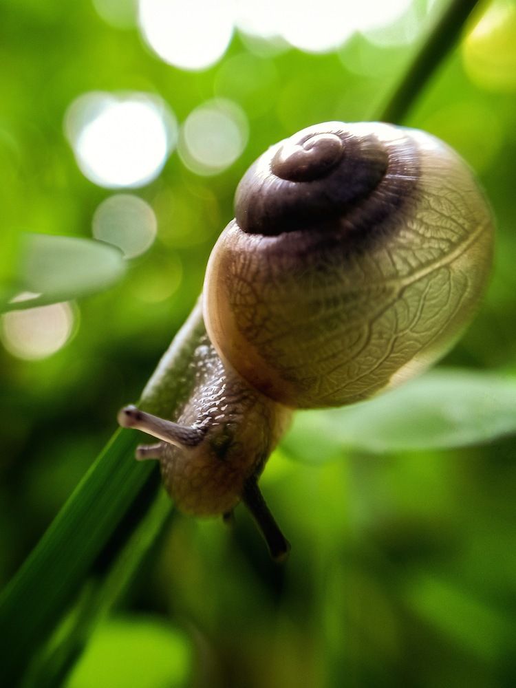 Snail-baby