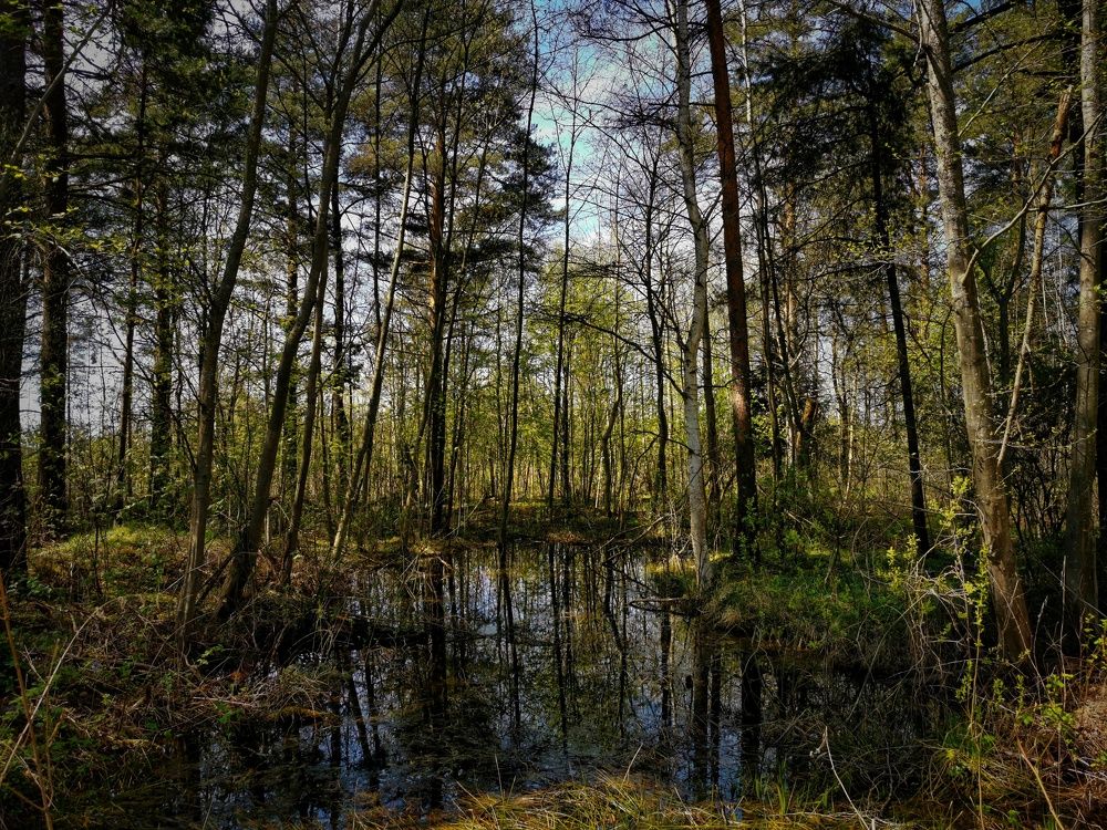 Краски весны