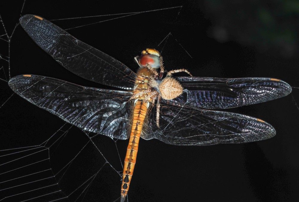 Photograph by Hardeep Solanki