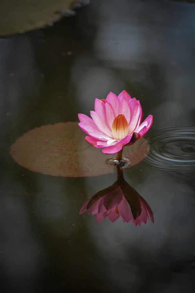 Photograph by Navya Joshi