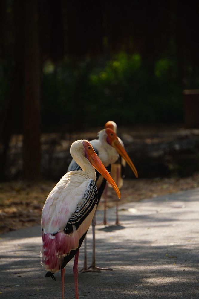Photograph by Udhay masireddy