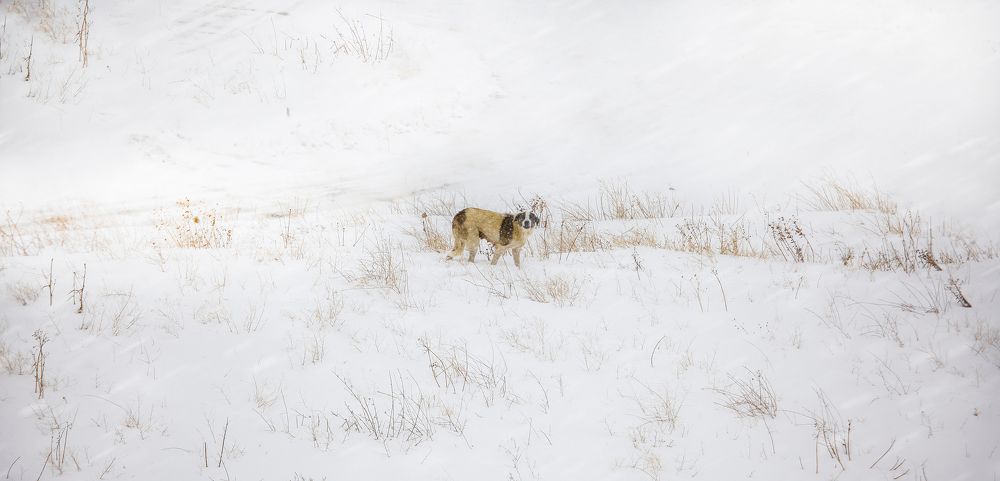 Photograph by Kian Mousazadeh