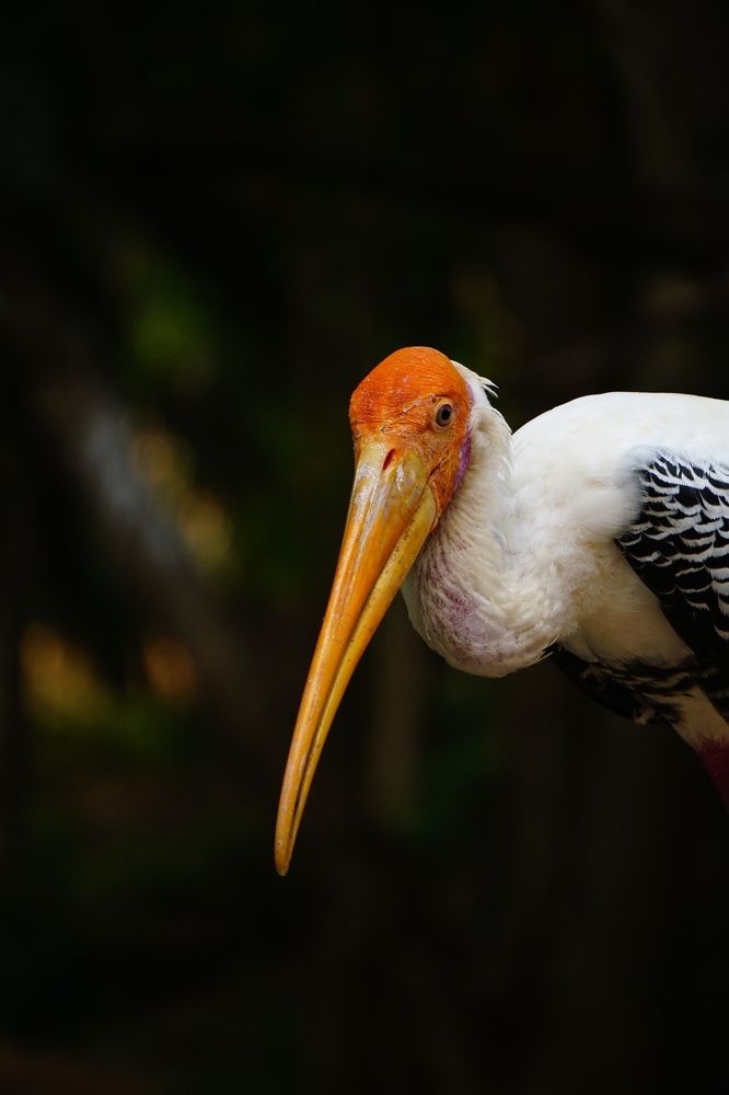 Photograph by Udhay masireddy