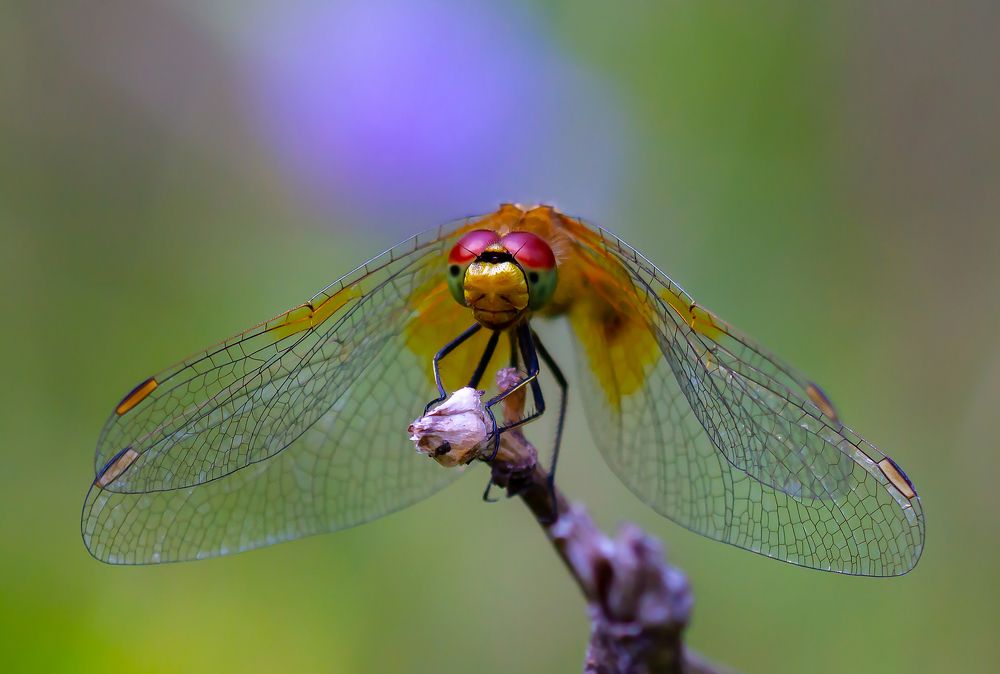 Фотография автора Andrey Pristyazhnyuk