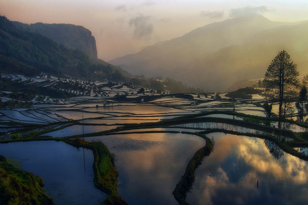Foggy morning over the rice terraces