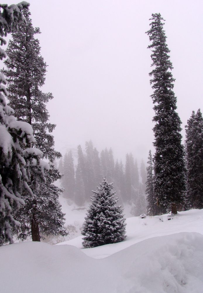 "В лесу родилась елочка ... "