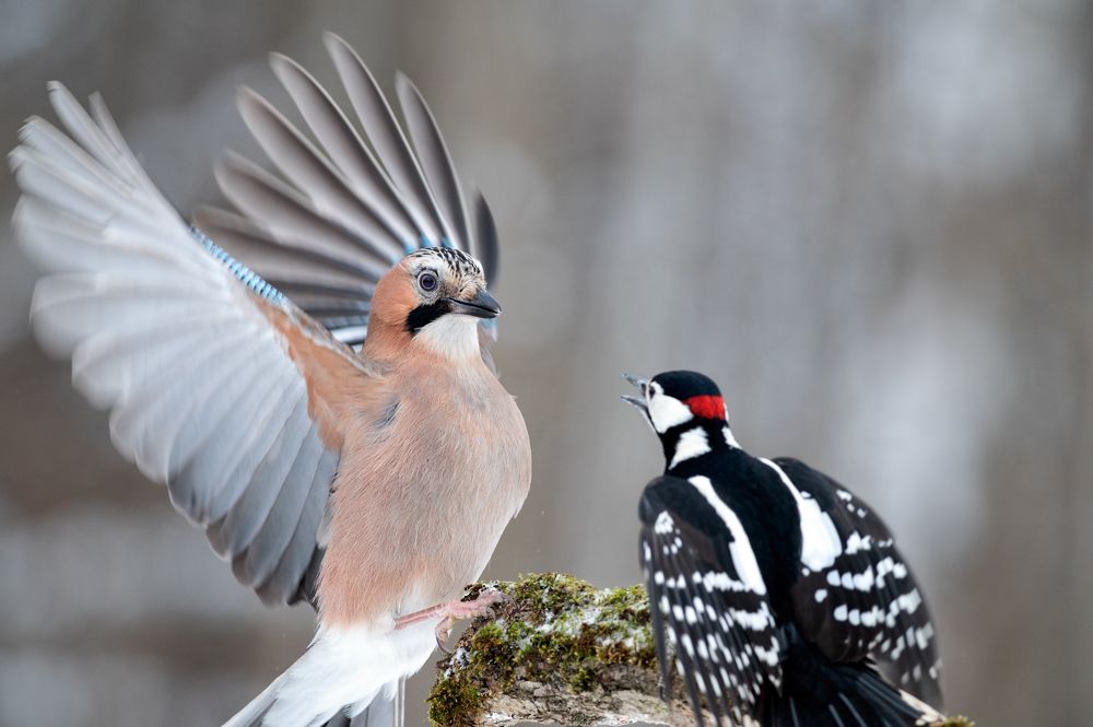 Photograph by Сергей Сильченков