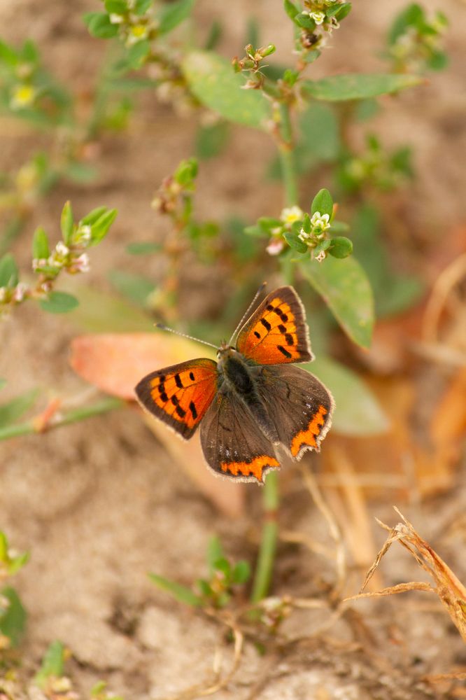 Фотография автора Тимофеев Алексей