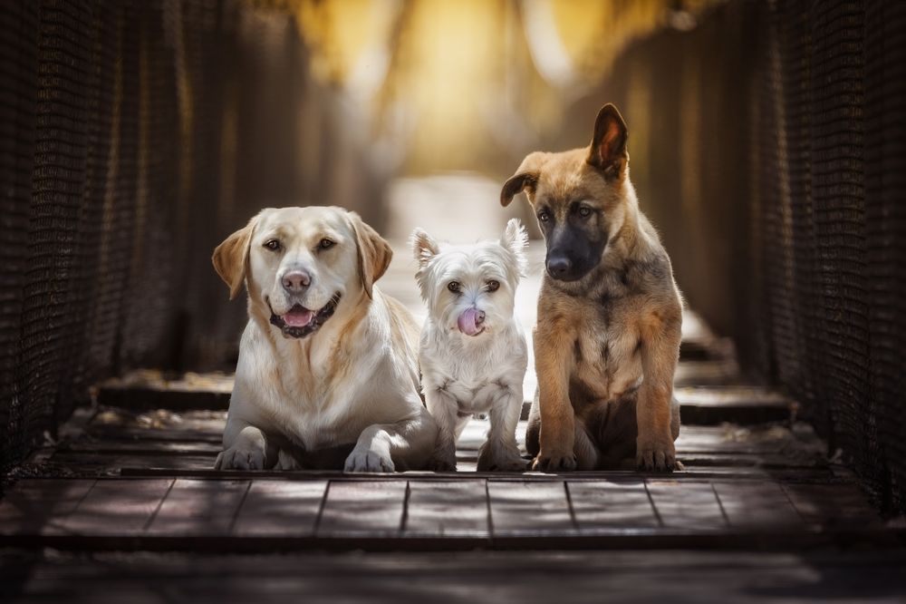 Photograph by Denisa Miazdrová