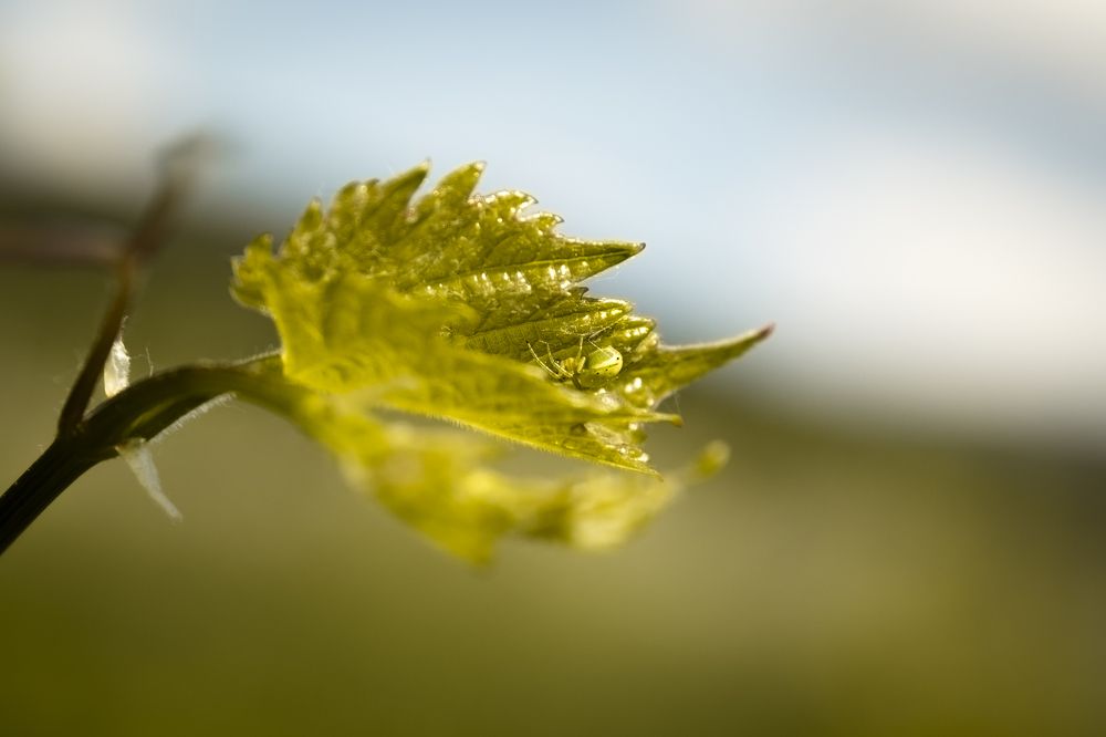 Photograph by Denisa Miazdrová