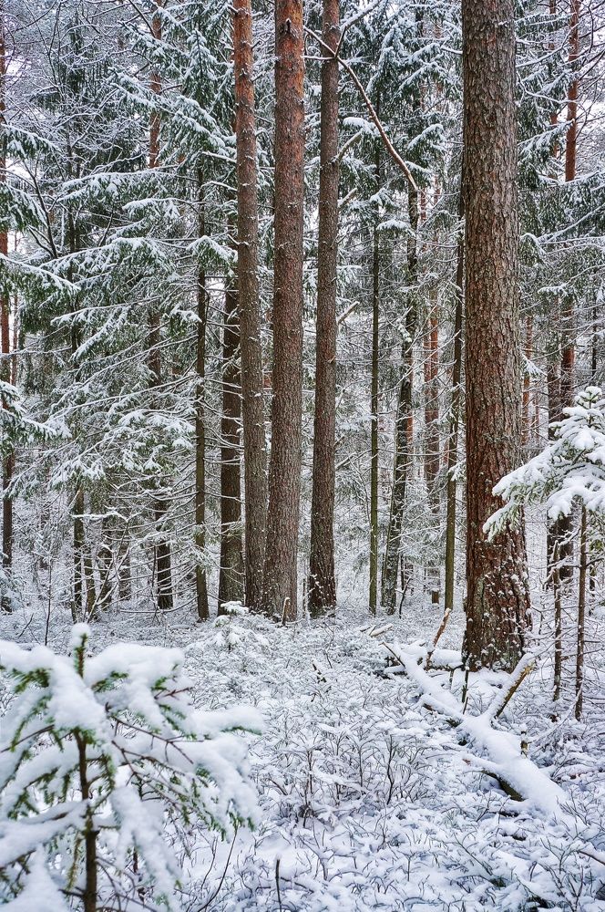 Photograph by Владимир Шатов