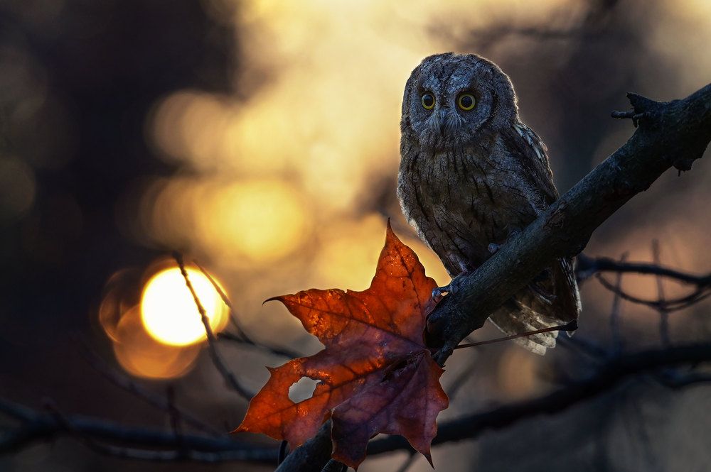 Photograph by Чернобай Анна