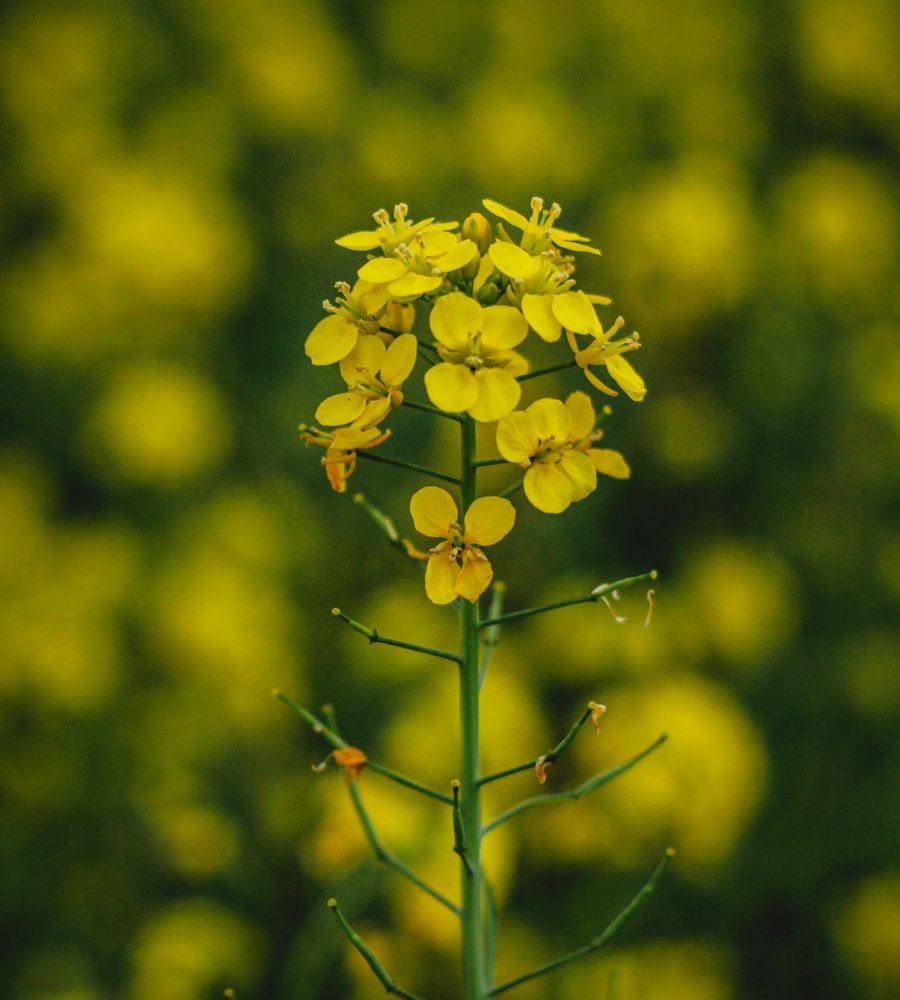 Photograph by Farhan anzum