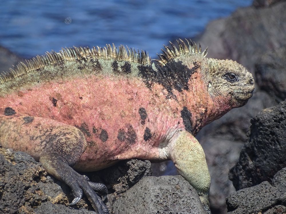 Photograph by ELVIRA LUNEVA