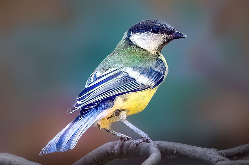 Фотография автора Menah Burmawi