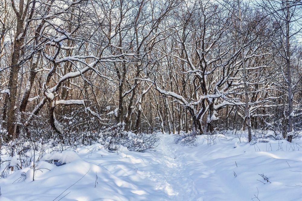 В зимний лес...