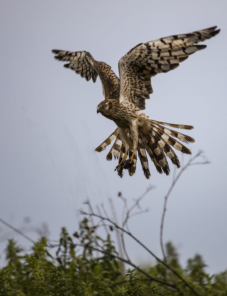 Возвращение с добычей