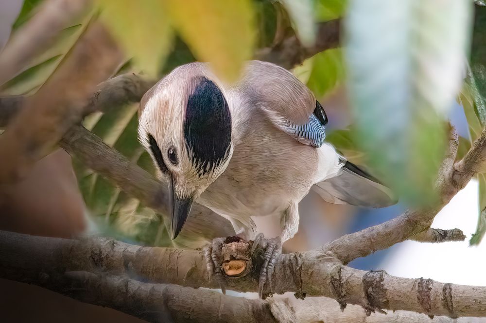 Фотография автора Menah Burmawi