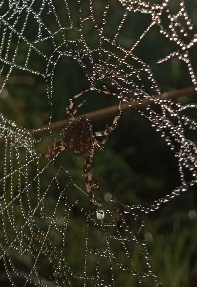 В утренней росе.