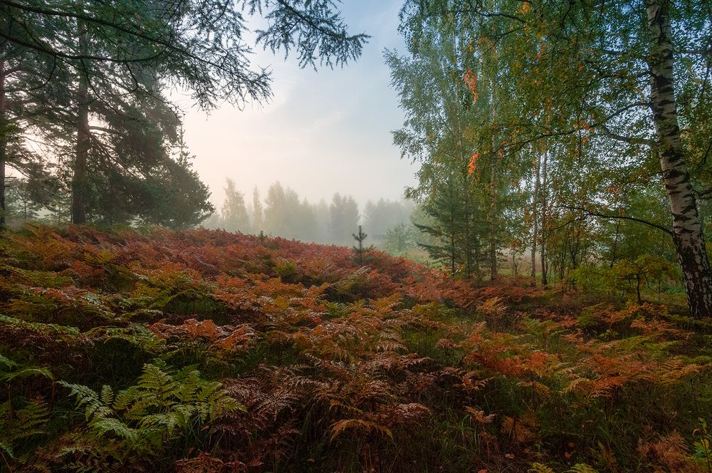 Photograph by Елена Потемина