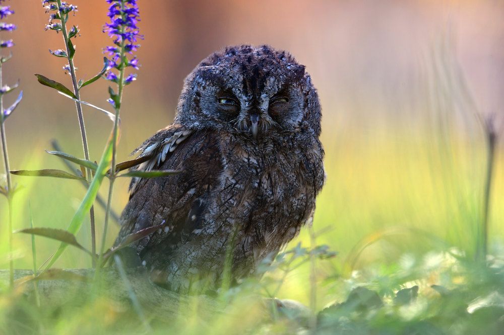 Photograph by Чернобай Анна