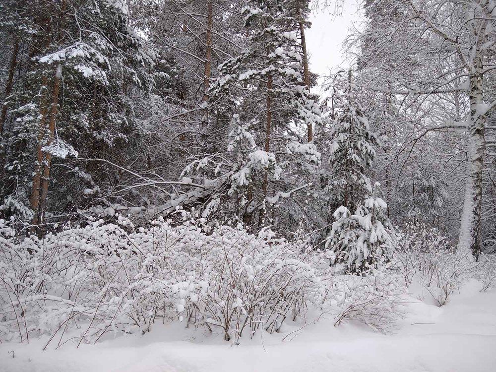 Photograph by Игорь Пшеничников