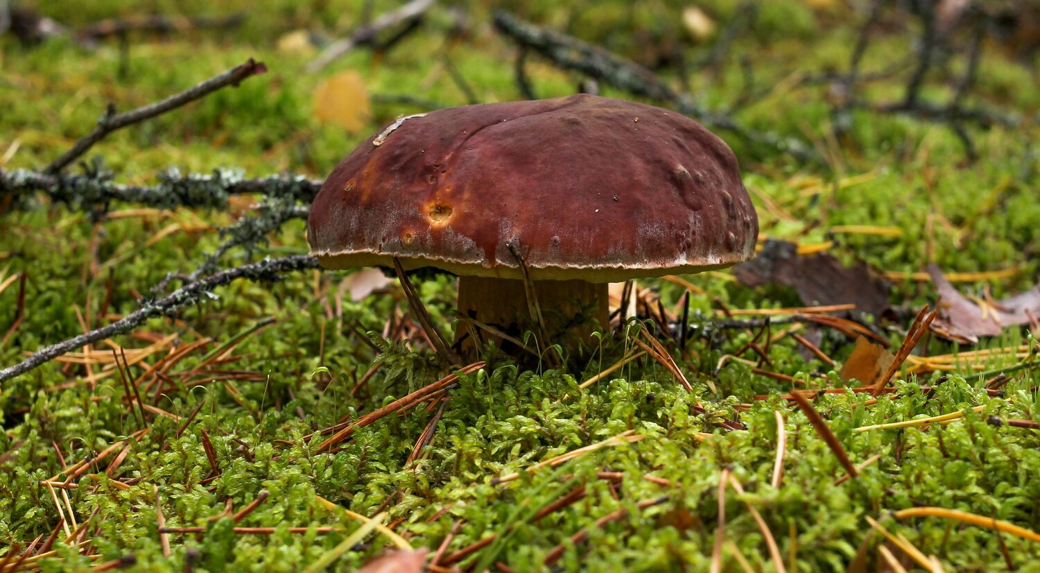 Boletus on green moss