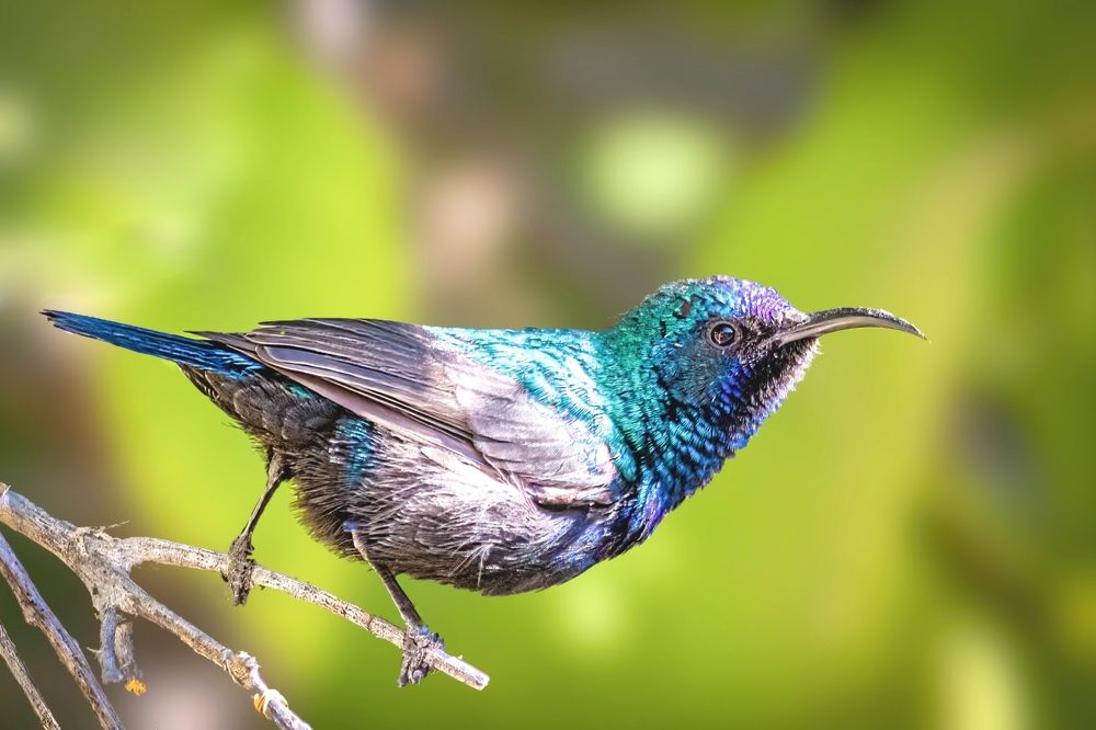 Sunbird