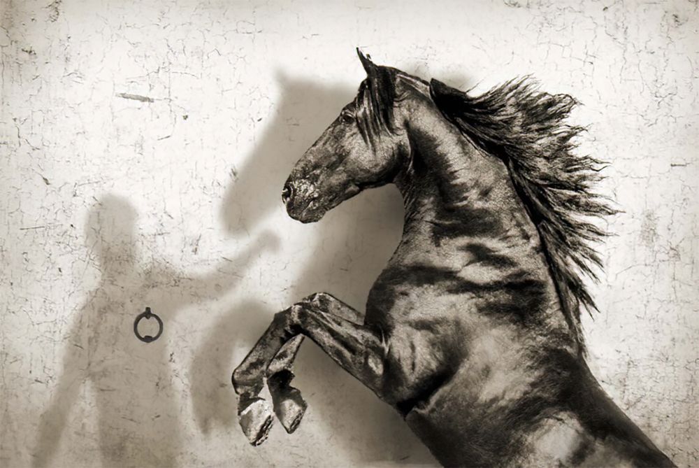 The Horse and his Man