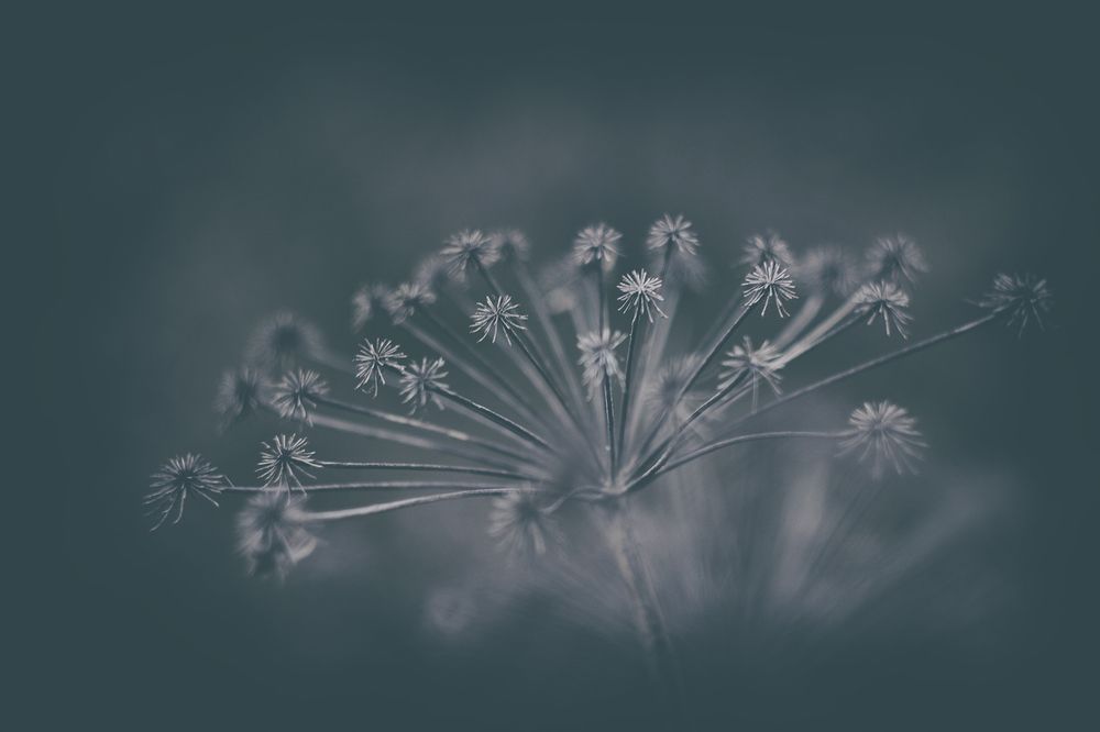 Photograph by Marcin Parzybut