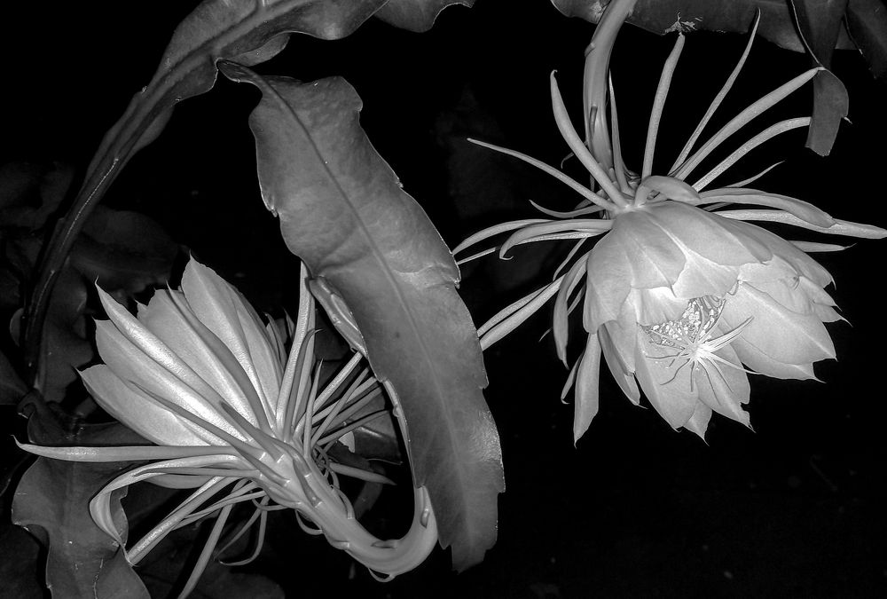 Photograph by Clodo Pigatto