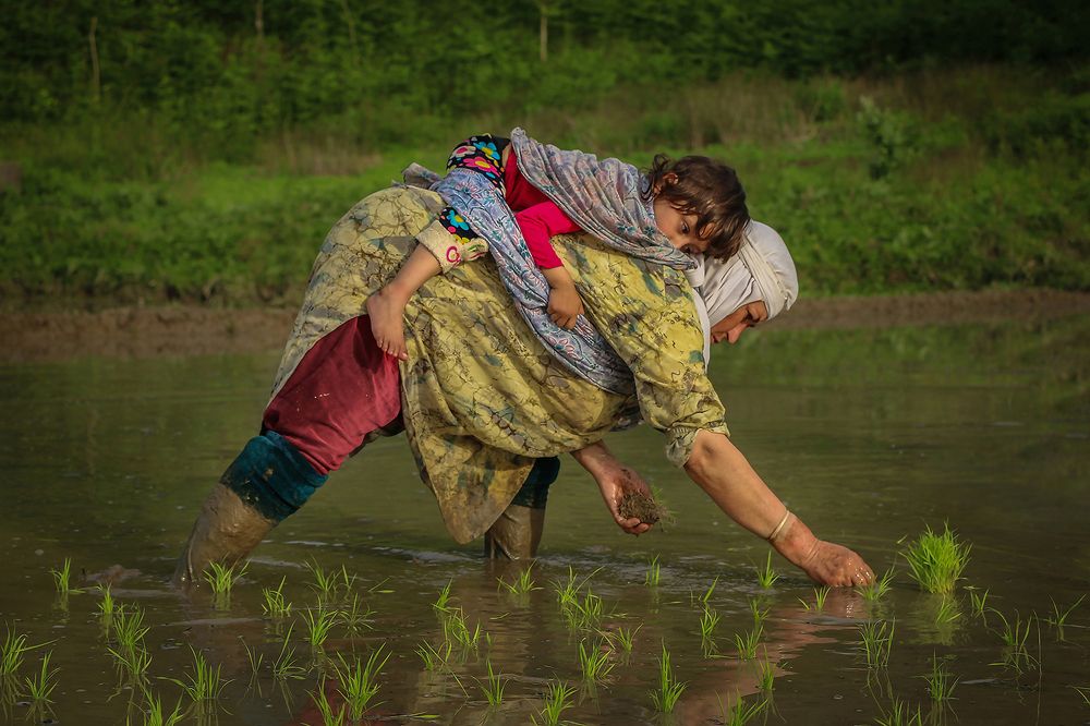 Photograph by homayon kshvarprst navi