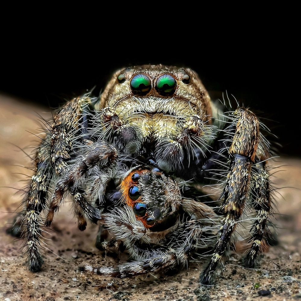 Jumping spider