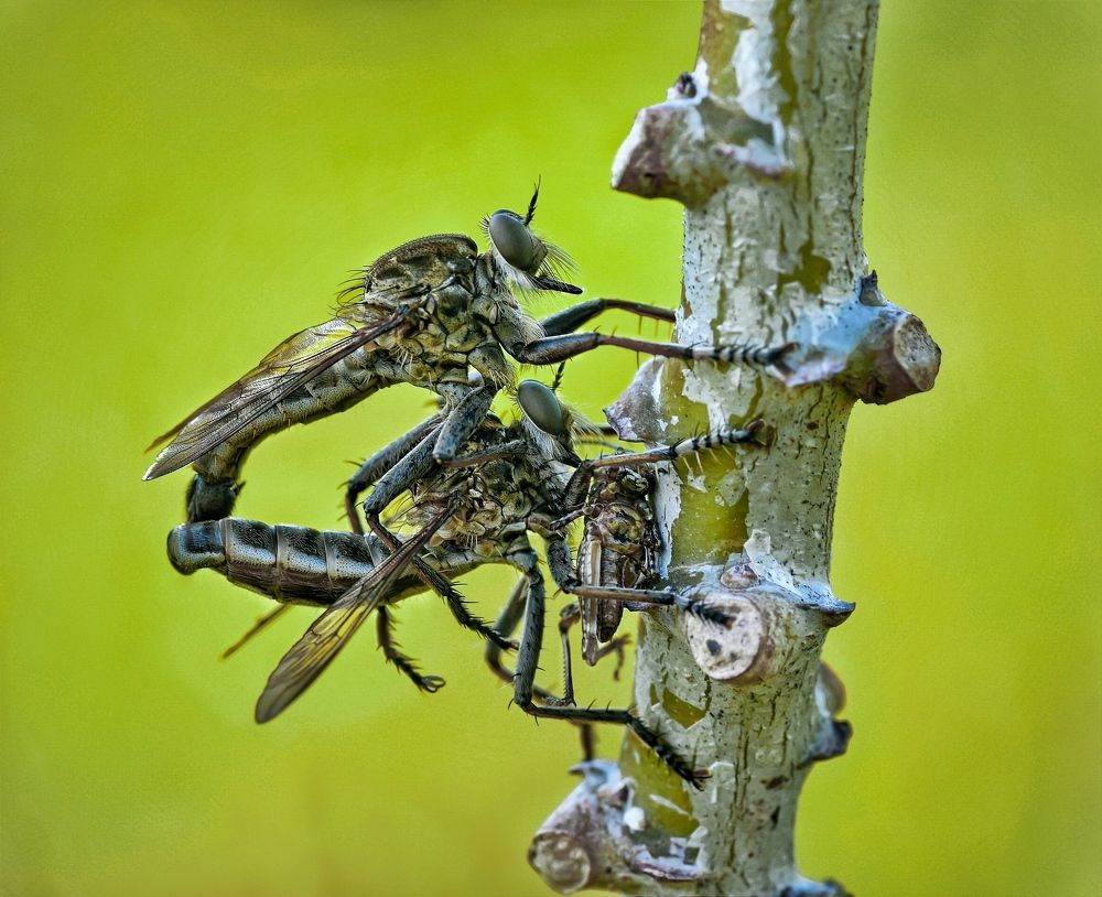 robber fly
