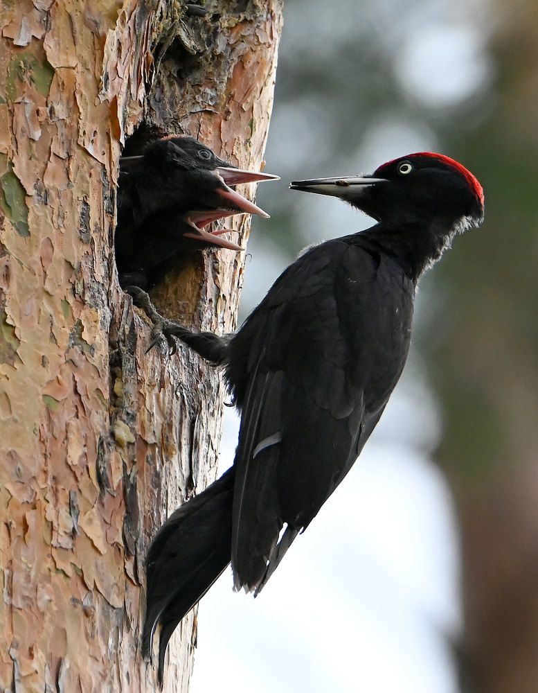 Photograph by Чернобай Анна