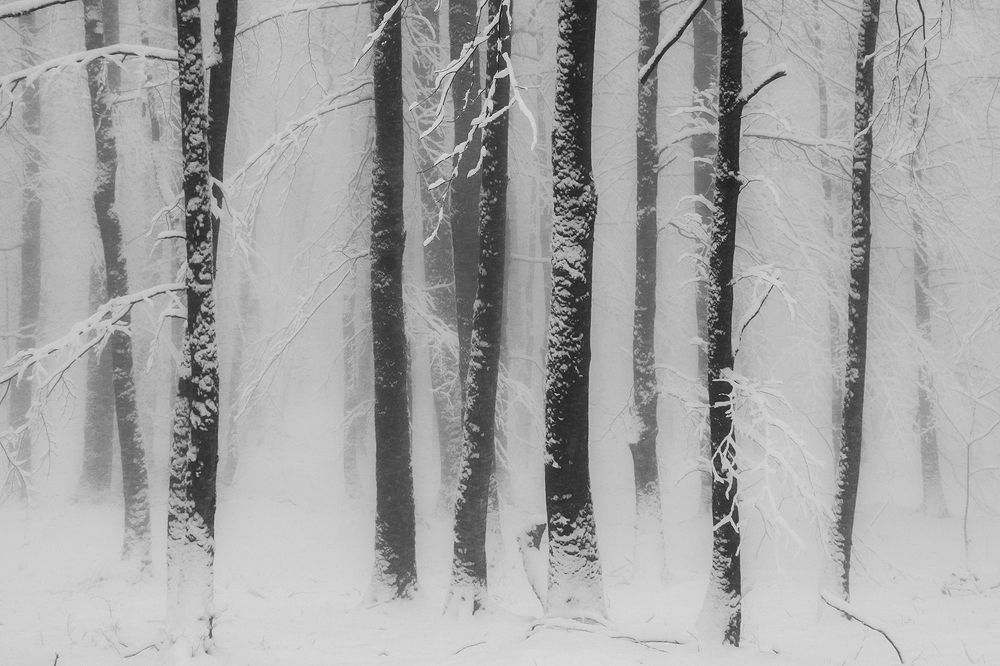 Photograph by homayon kshvarprst navi