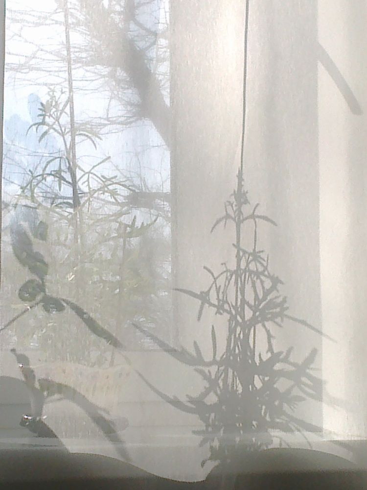 Photograph by Roksolyana Kvasnytsya
