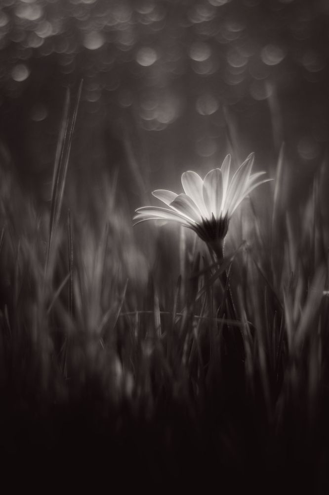 Photograph by abolfazl shahmiry