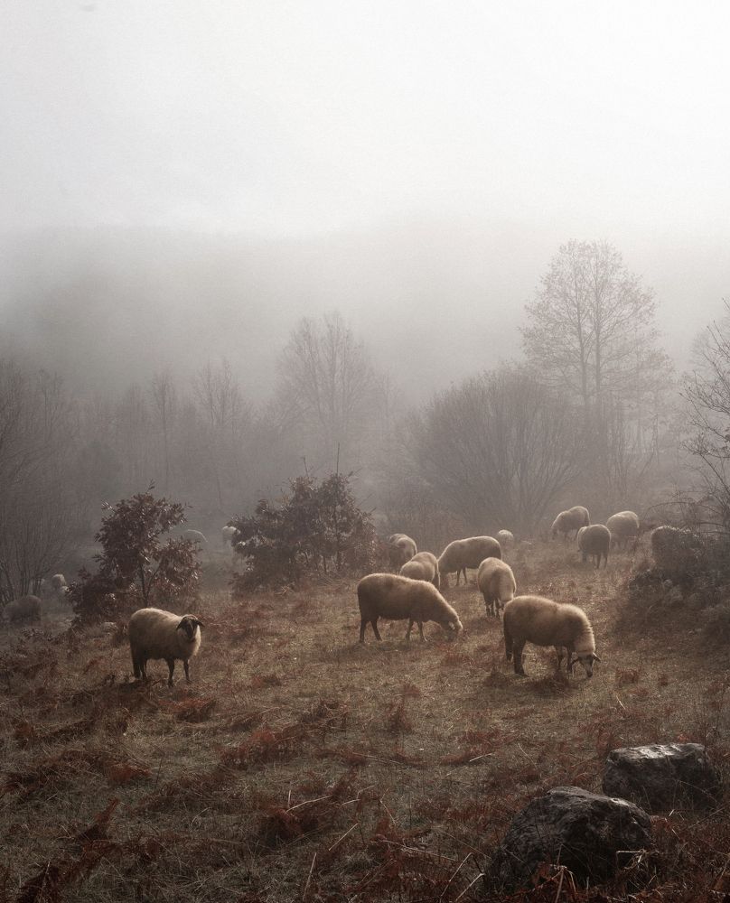 Фотография автора Polina  Kalashnikova