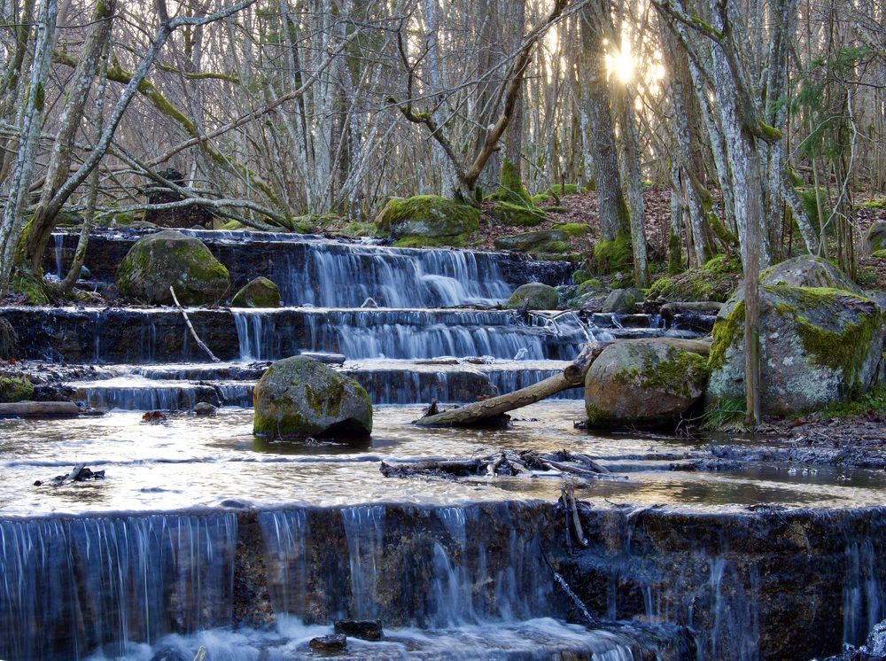 Photograph by Jarl Strömbom