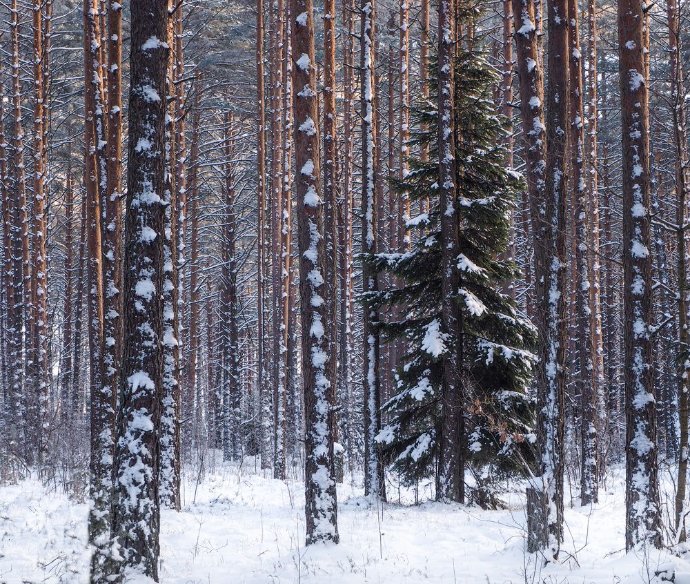 Photograph by Ольга Еженевская