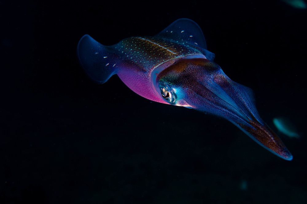 Photograph by FERNANDA SALDANHA BARBOSA DA SILVA