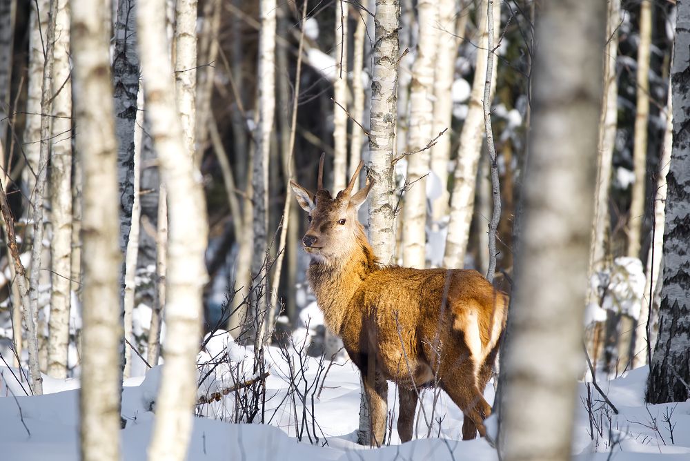 Photograph by Ilja Enger-Tsizikov
