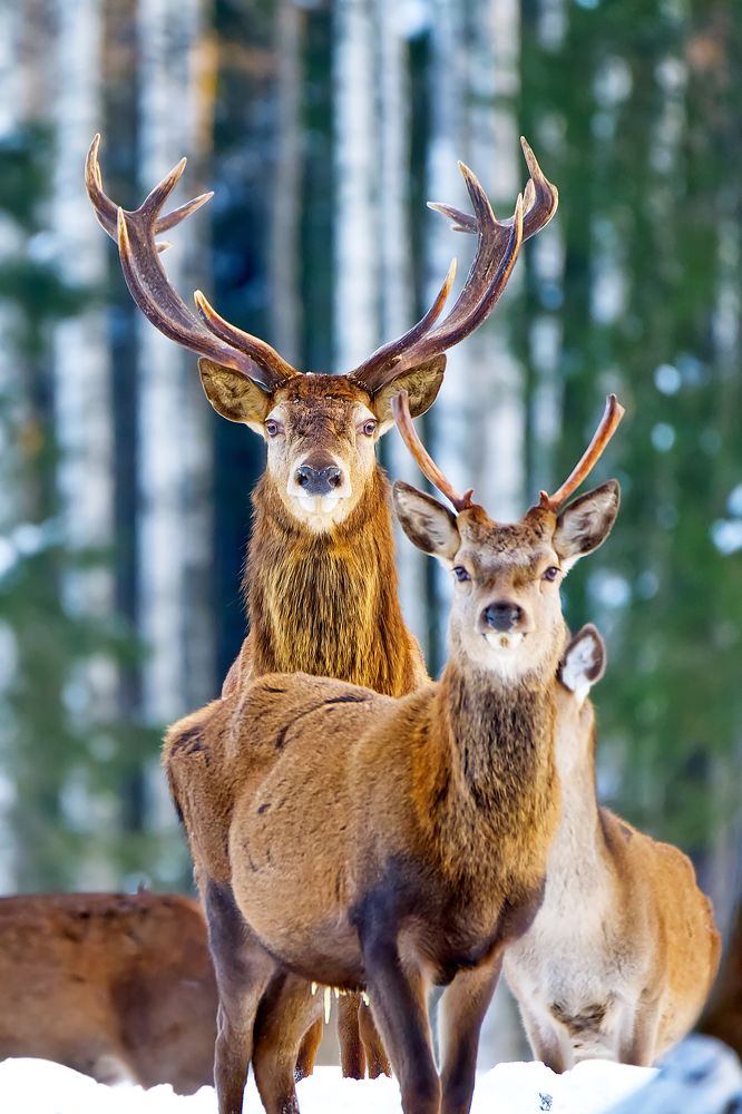 Red Deer, King of Nordic forest