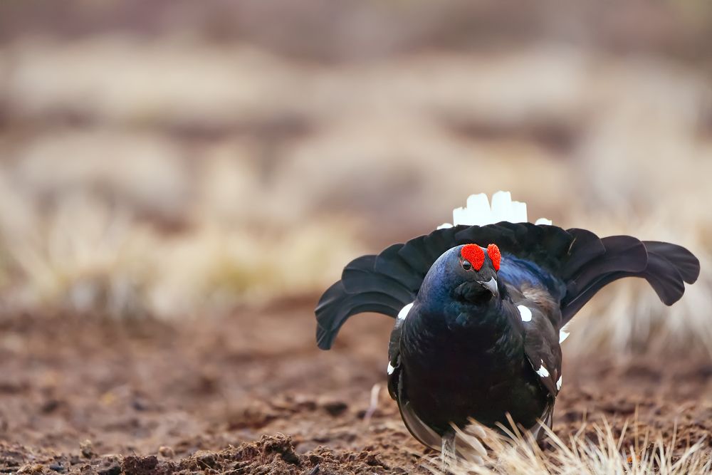 Black grouse