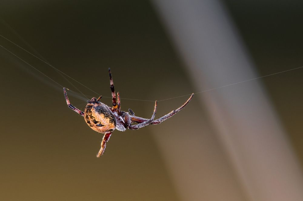 Photograph by Francisco José López Fernández