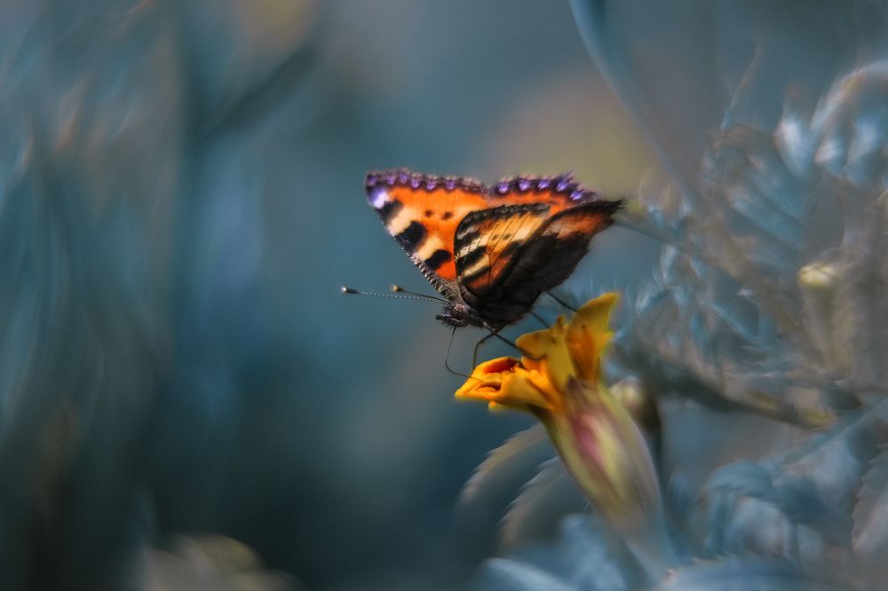 Бархатный вечер