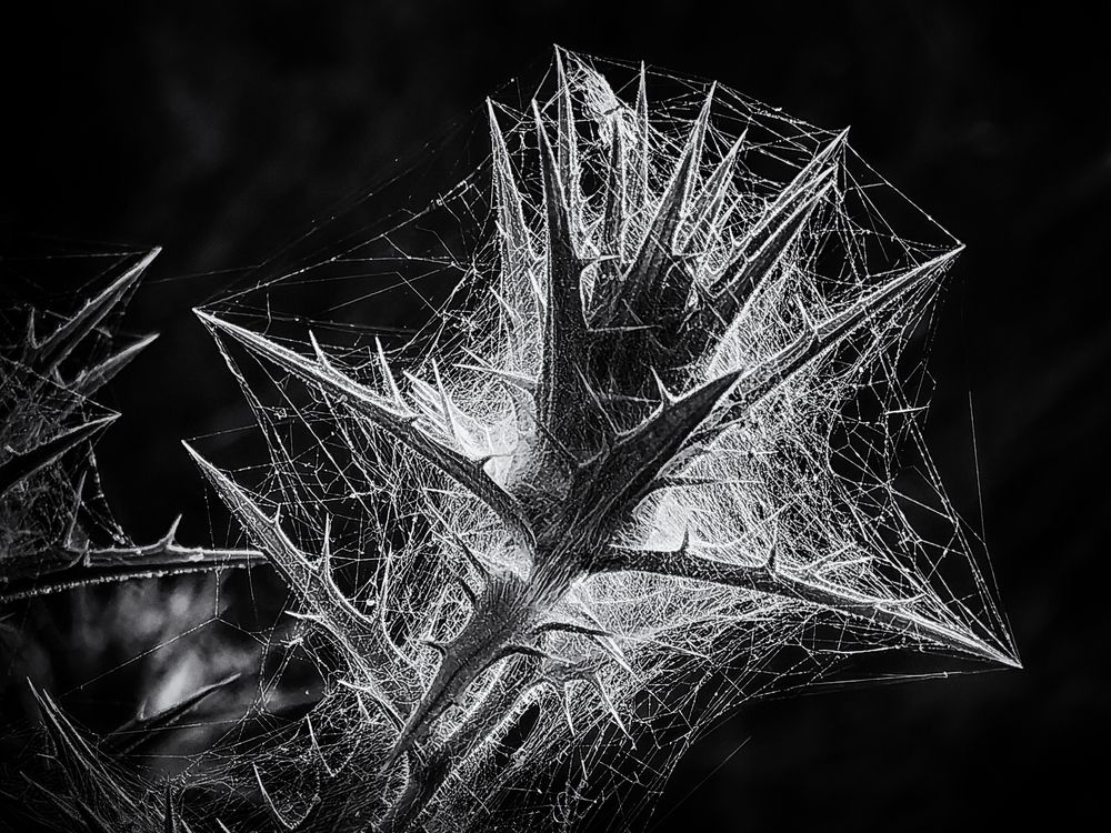 Photograph by Ivanka Iantcheva