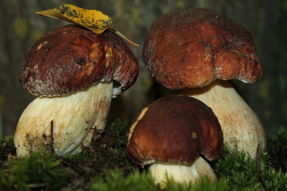 Photograph by Татьяна Яворская